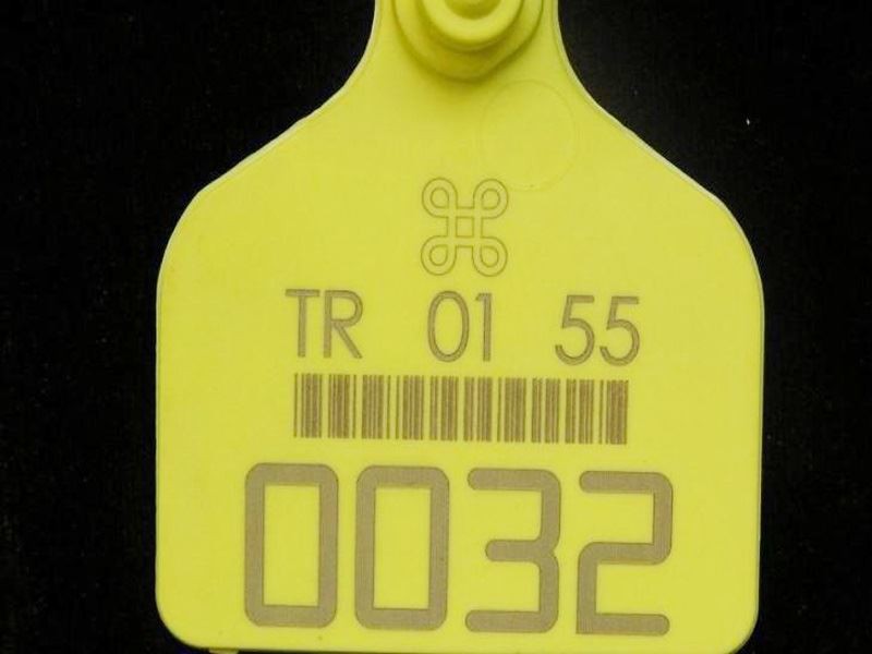 Animal ear tag 2D code laser marking.jpg Animal ear tag 2D code laser marking.jpg
