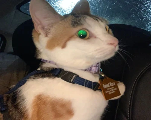 Engraving cat's tag